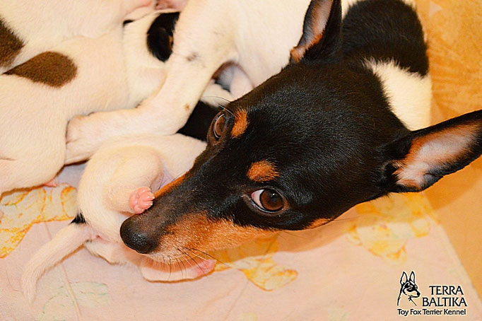 #тойфокстерьер #амертой #террабалтика #toyfoxterrier #terrabaltika #puppies #kennel