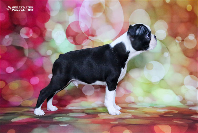 Бостон терьер, бостонский терьер, Boston terrier, щенки бостона, питомник бостон терьеров, Terra Baltika, Терра Балтика