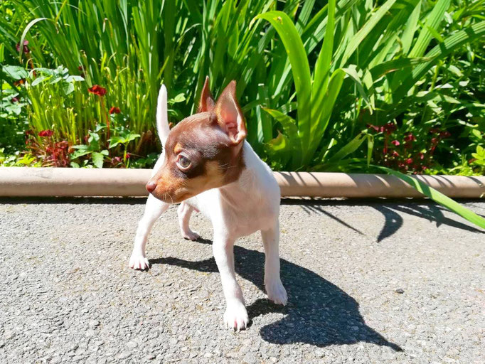 #тойфокстерьер #амертой #террабалтика #toyfoxterrier #terrabaltika #puppies #kennel