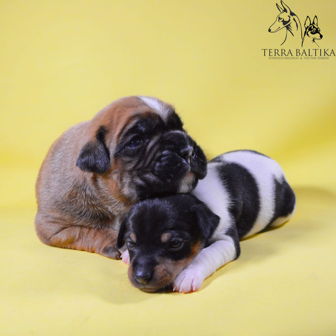 #тойфокстерьер #амертой #террабалтика #toyfoxterrier #terrabaltika #puppies #kennel