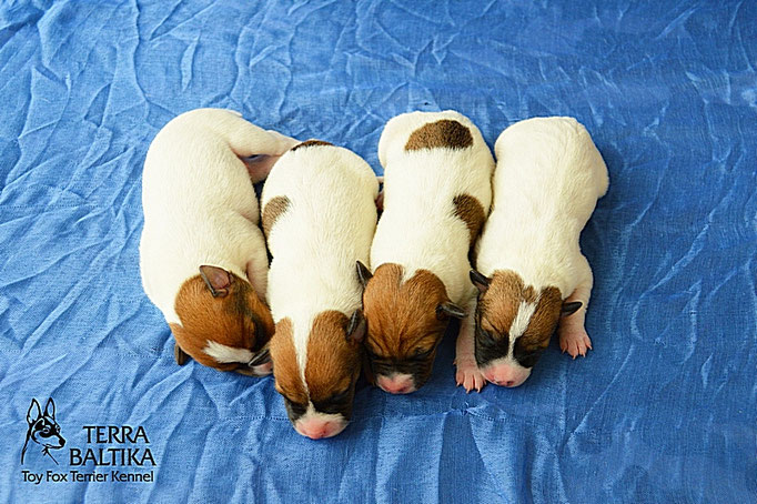 #тойфокстерьер #амертой #террабалтика #toyfoxterrier #terrabaltika #puppies #kennel