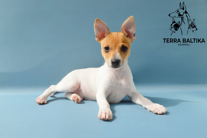 той-фокстерьер, той-фокс, амертой, американский той-фокстерьер, toy fox terrier, terra baltika, терра балтика