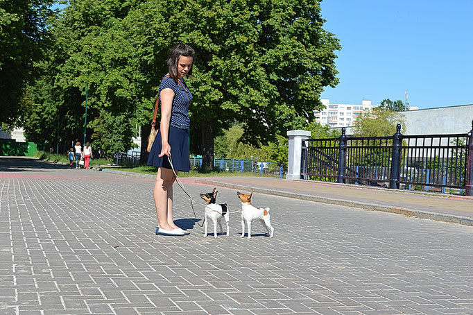 #тойфокстерьер #амертой #террабалтика #toyfoxterrier #terrabaltika #puppies #kennel