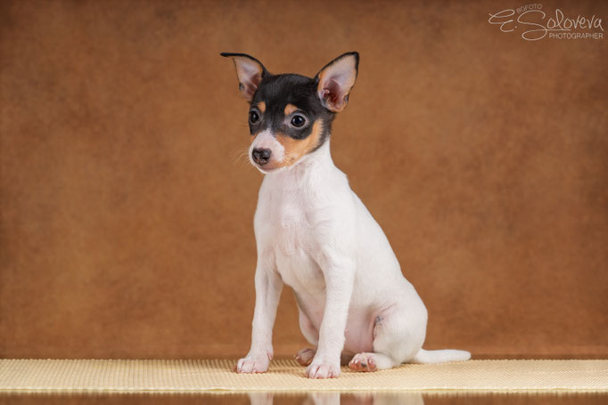 #тойфокстерьер #амертой #террабалтика #toyfoxterrier #terrabaltika #puppies #kennel #маленькаясобака #минипорода #маленькаяпородасобак #собачканамаленькихножках #американскийтойфокстерьер #тойфокс #americantoyfoxterrier