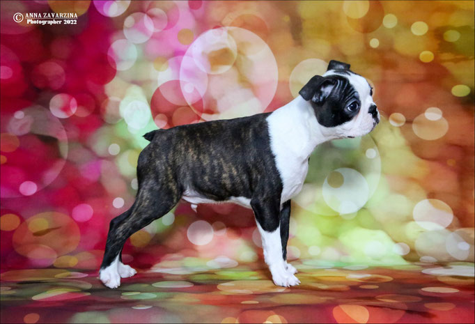 Бостон терьер, бостонский терьер, Boston terrier, щенки бостона, питомник бостон терьеров, Terra Baltika, Терра Балтика