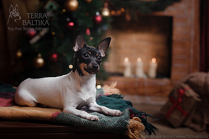 #тойфокстерьер #амертой #террабалтика #toyfoxterrier #terrabaltika #puppies #kennel