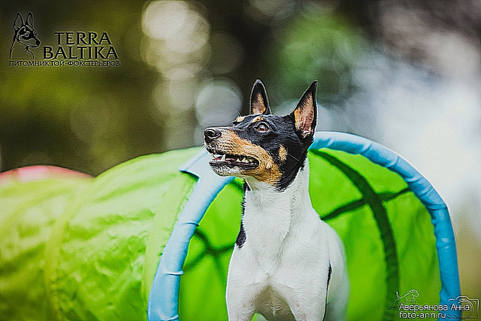 #тойфокстерьер #амертой #террабалтика #toyfoxterrier #terrabaltika #puppies #kennel