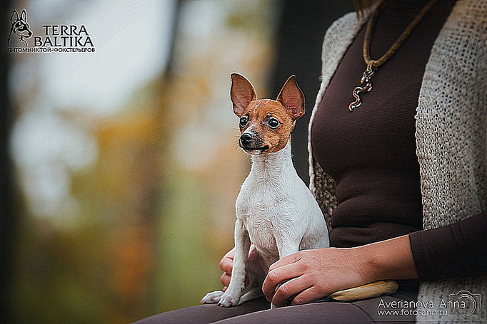 #тойфокстерьер #амертой #террабалтика #toyfoxterrier #terrabaltika #puppies #kennel