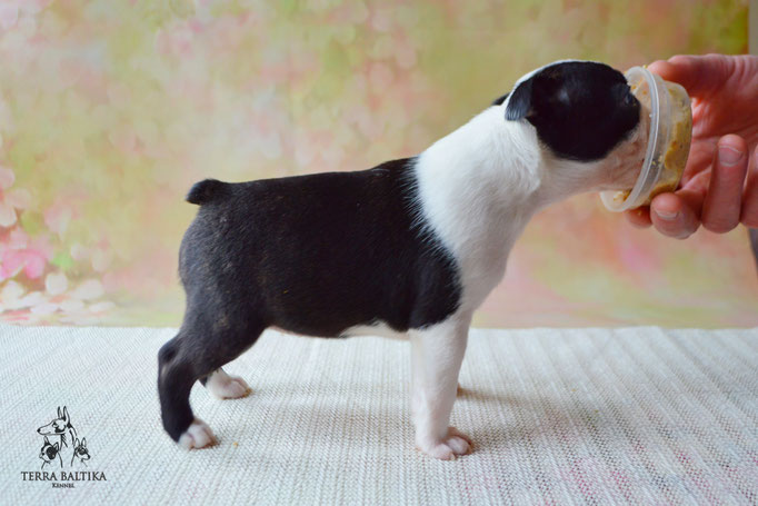 бостон терьер, бостонский терьер, boston terrier, бостон, щенки бостона, питомник бостонов