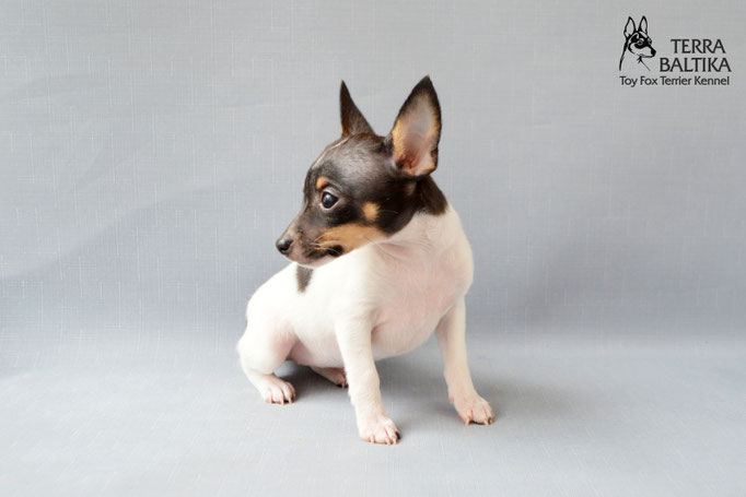 #тойфокстерьер #амертой #террабалтика #toyfoxterrier #terrabaltika #puppies #kennel