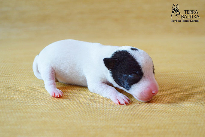 #тойфокстерьер #амертой #террабалтика #toyfoxterrier #terrabaltika #puppies #kennel