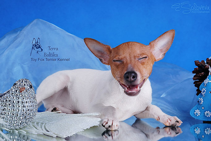#тойфокстерьер #амертой #террабалтика #toyfoxterrier #terrabaltika #puppies #kennel