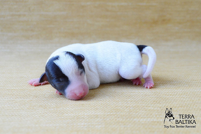#тойфокстерьер #амертой #террабалтика #toyfoxterrier #terrabaltika #puppies #kennel