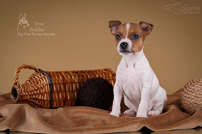 #тойфокстерьер #амертой #террабалтика #toyfoxterrier #terrabaltika #puppies #kennel