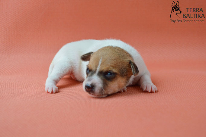 той-фокстерьер, той-фокс, амертой, американский той-фокстерьер, toy fox terrier, terra baltika, терра балтика