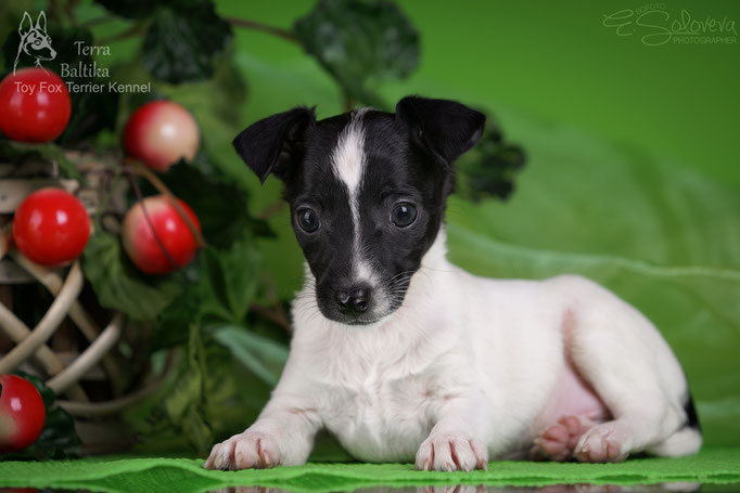 #тойфокстерьер #амертой #террабалтика #toyfoxterrier #terrabaltika #puppies #kennel