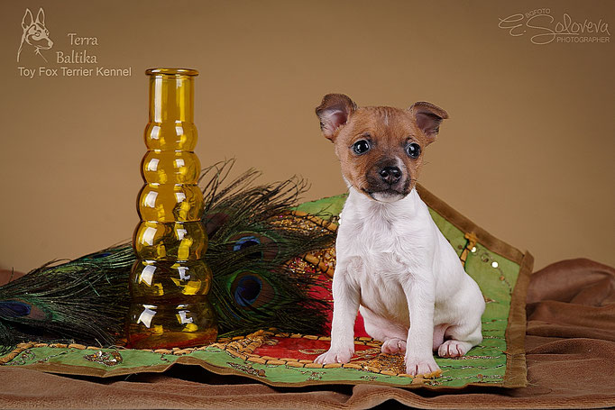 #тойфокстерьер #амертой #террабалтика #toyfoxterrier #terrabaltika #puppies #kennel