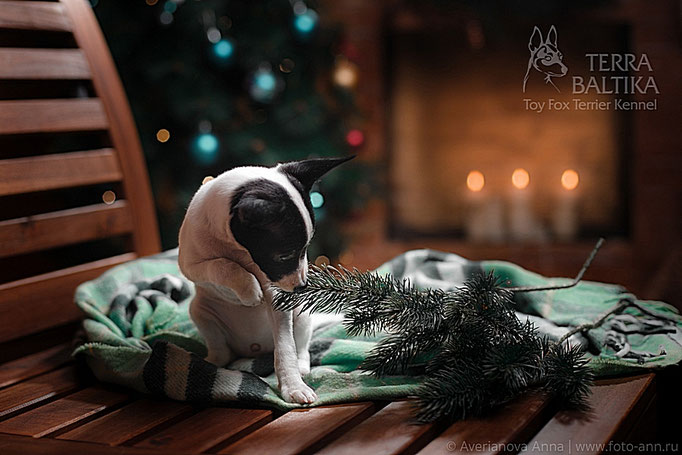 #тойфокстерьер #амертой #террабалтика #toyfoxterrier #terrabaltika #puppies #kennel
