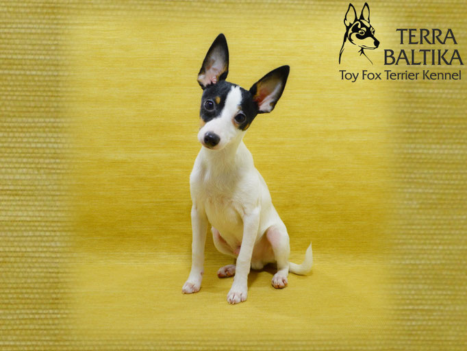 #тойфокстерьер #амертой #террабалтика #toyfoxterrier #terrabaltika #puppies #kennel