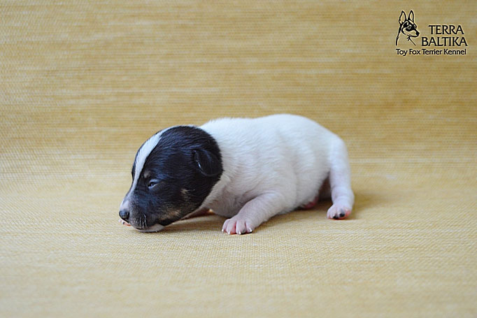 #тойфокстерьер #амертой #террабалтика #toyfoxterrier #terrabaltika #puppies #kennel
