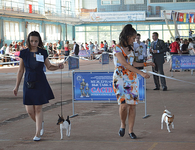 #тойфокстерьер #амертой #террабалтика #toyfoxterrier #terrabaltika #puppies #kennel
