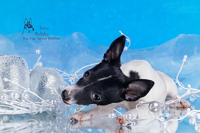 #тойфокстерьер #амертой #террабалтика #toyfoxterrier #terrabaltika #puppies #kennel