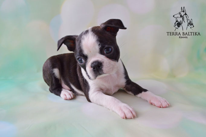бостон терьер, бостонский терьер, boston terrier, бостон, щенки бостона, питомник бостонов