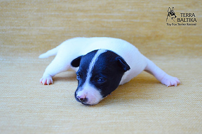 #тойфокстерьер #амертой #террабалтика #toyfoxterrier #terrabaltika #puppies #kennel