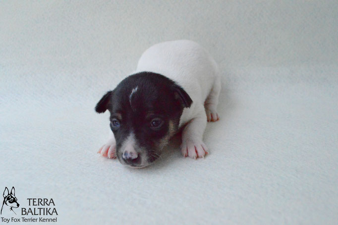 #тойфокстерьер #амертой #террабалтика #toyfoxterrier #terrabaltika #puppies #kennel #маленькаясобака #минипорода #маленькаяпородасобак #собачканамаленькихножках #американскийтойфокстерьер #тойфокс #americantoyfoxterrier