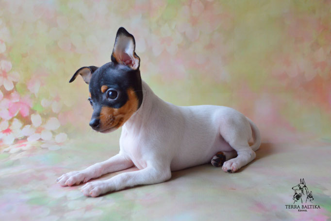 Той-фокстерьер, той-фокс, амертой, тфт, американский той-фокстерьер, Toy fox Terrier