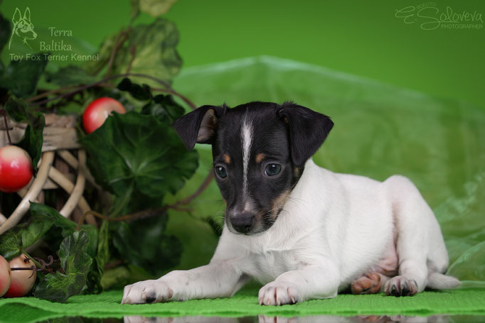 #тойфокстерьер #амертой #террабалтика #toyfoxterrier #terrabaltika #puppies #kennel