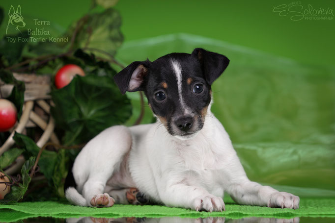 #тойфокстерьер #амертой #террабалтика #toyfoxterrier #terrabaltika #puppies #kennel
