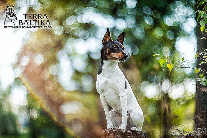 #тойфокстерьер #амертой #террабалтика #toyfoxterrier #terrabaltika #puppies #kennel