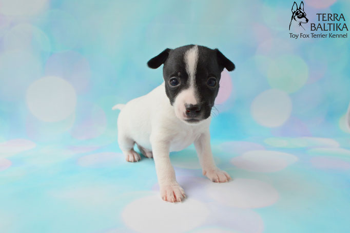 #тойфокстерьер #амертой #террабалтика #toyfoxterrier #terrabaltika #puppies #kennel