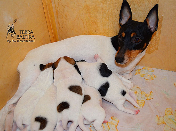 #тойфокстерьер #амертой #террабалтика #toyfoxterrier #terrabaltika #puppies #kennel