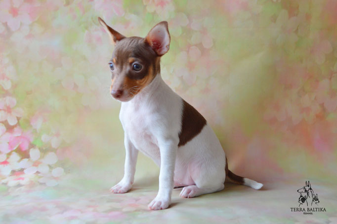 Той-фокстерьер, амертой, той-фокс, тфт, американский той-фокстерьер, Toy Fox Terrier, Terra Baltika, Терра Балтика, щенки той-фокстерьера, питомник той-фокстерьер