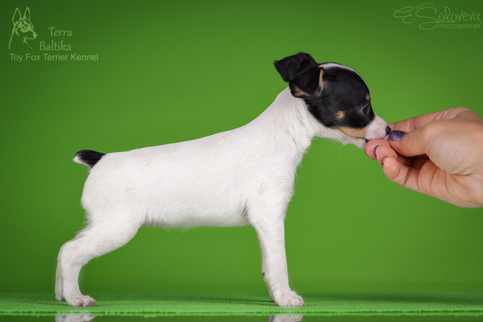 #тойфокстерьер #амертой #террабалтика #toyfoxterrier #terrabaltika #puppies #kennel