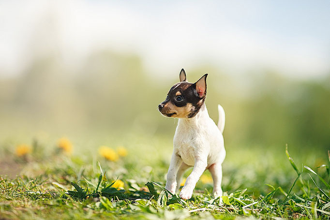 #тойфокстерьер #амертой #террабалтика #toyfoxterrier #terrabaltika #puppies #kennel