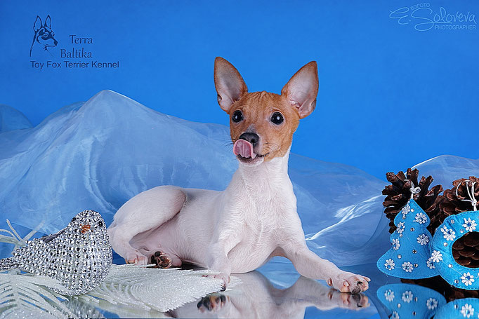#тойфокстерьер #амертой #террабалтика #toyfoxterrier #terrabaltika #puppies #kennel