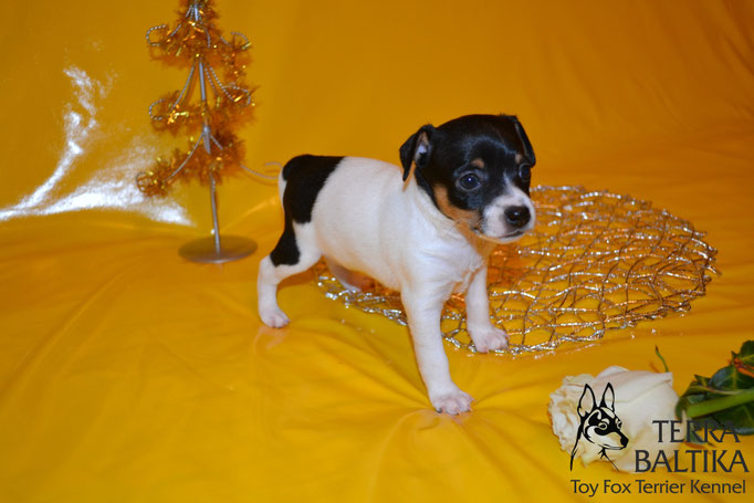 #тойфокстерьер #амертой #террабалтика #toyfoxterrier #terrabaltika #puppies #kennel