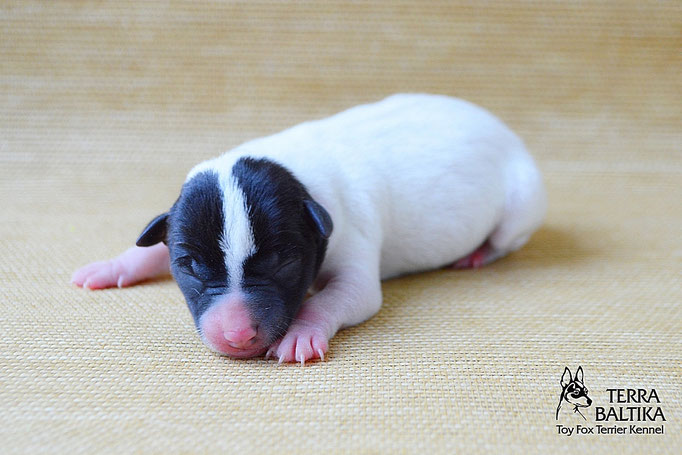#тойфокстерьер #амертой #террабалтика #toyfoxterrier #terrabaltika #puppies #kennel
