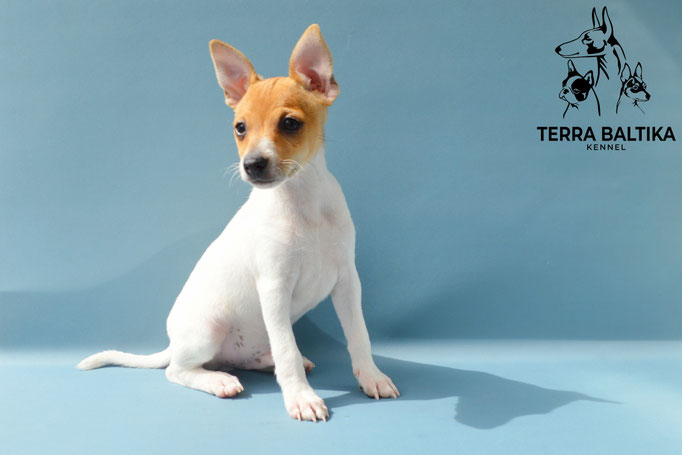 той-фокстерьер, той-фокс, амертой, американский той-фокстерьер, toy fox terrier, terra baltika, терра балтика