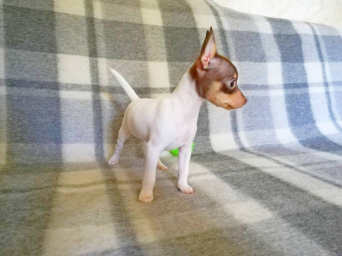 #тойфокстерьер #амертой #террабалтика #toyfoxterrier #terrabaltika #puppies #kennel