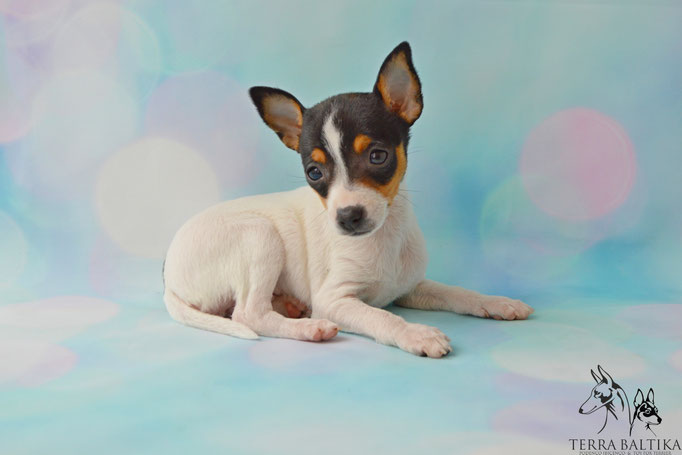 #тойфокстерьер #амертой #террабалтика #toyfoxterrier #terrabaltika #puppies #kennel