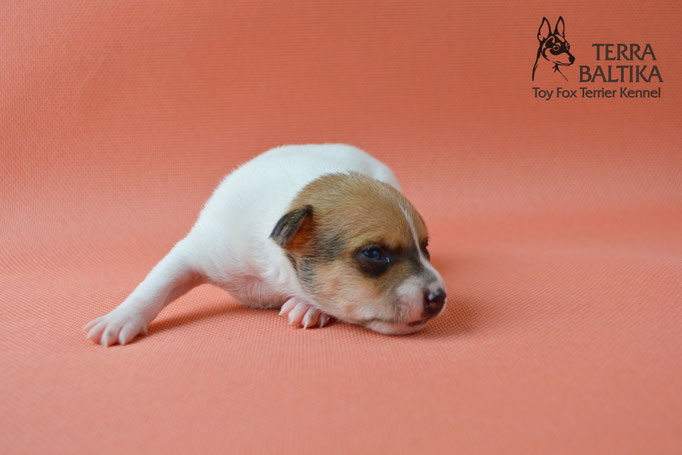 той-фокстерьер, той-фокс, амертой, американский той-фокстерьер, toy fox terrier, terra baltika, терра балтика