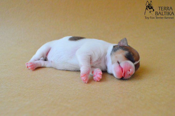#тойфокстерьер #амертой #террабалтика #toyfoxterrier #terrabaltika #puppies #kennel #маленькаясобака #минипорода #маленькаяпородасобак #собачканамаленькихножках #американскийтойфокстерьер #тойфокс #americantoyfoxterrier