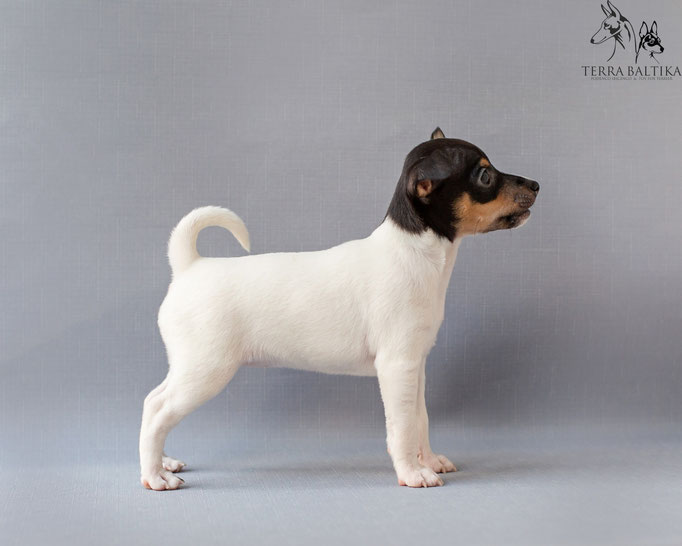 #тойфокстерьер #амертой #террабалтика #toyfoxterrier #terrabaltika #puppies #kennel