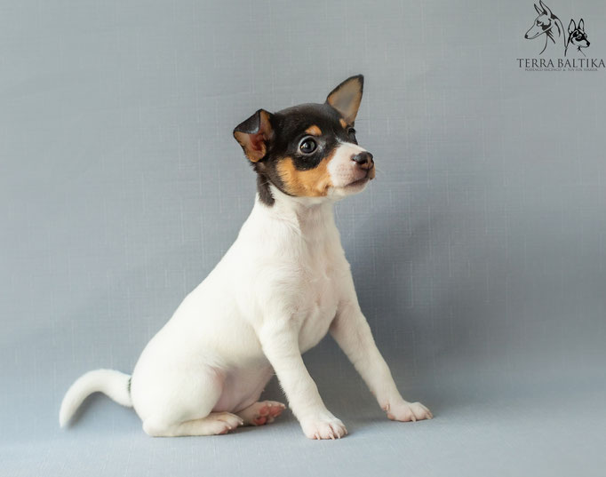 #тойфокстерьер #амертой #террабалтика #toyfoxterrier #terrabaltika #puppies #kennel