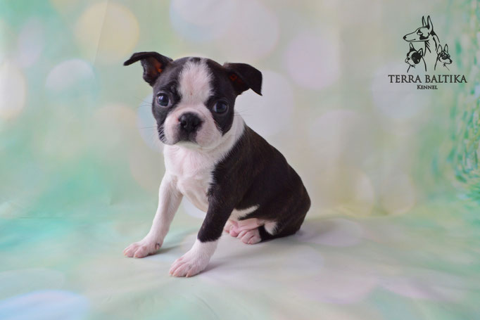 бостон терьер, бостонский терьер, boston terrier, бостон, щенки бостона, питомник бостонов