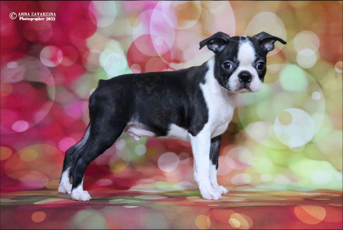 Бостон терьер, бостонский терьер, Boston terrier, щенки бостона, питомник бостон терьеров, Terra Baltika, Терра Балтика
